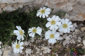 Achillea oxyloba (12)